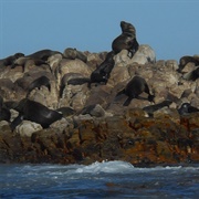 Dyer Island, South Africa