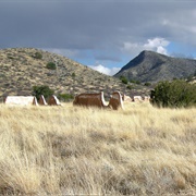 Fort Bowie &amp; Apache Pass (Bowie)
