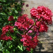 Valerian