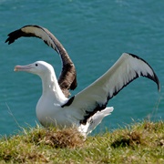 Royal Albatross Centre, Dunedin, New Zealand
