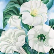 Jimson Weed - Georgia O´Keeffe