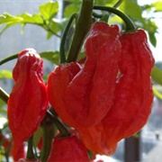 Bedfordshire Super Naga Pepper