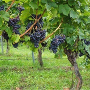 Grape Vines