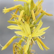 Yellow Asphodel