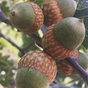 California Black Oak (Quercus Kelloggii)