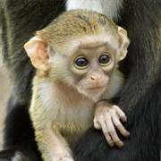 De Brazza's Monkey