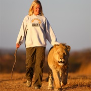 Victoria Falls Walking With Lions