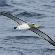 Chatham Albatross