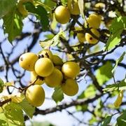 Marmot Plum (Prunus Brigantina)