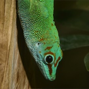 Madagascar Giant Day Gecko
