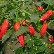 Apache Pepper