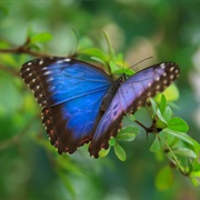 See a Blue Morpho