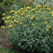 Jerusalem Sage