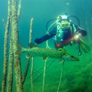Scuba Dive in a Lake