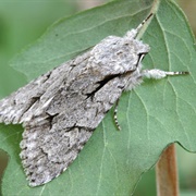 Moth