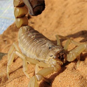 Yellow Fat Tailed Scorpion