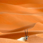 Arabian Oryx Sanctuary