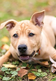 Twas the Night Before Dogmas (Claudine Gandolfi)