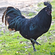 Swedish Black Hen