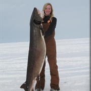 Sturgeon Spearing