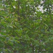 Kareem Ali - Better Growth