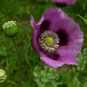 Poppy