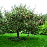 Apple Tree