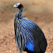 Vulturine Guineafowl