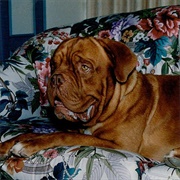 Hooch (Turner & Hooch)