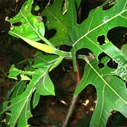 Tipolo / Antipolo (Artocarpus Blancoi)