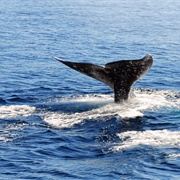 Whale Watching in San Diego