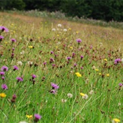 Lanlay, Peterston-Super-Ely