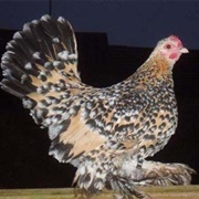 Booted Bantam (Hen)