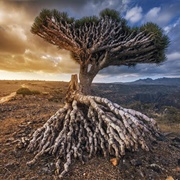 Dragon Blood Trees, Socotra Island, Yemen