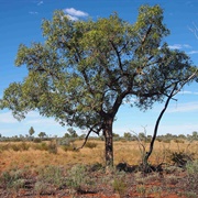 Desert Kurrajong (Brachychiton Gregorii)