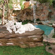 Siegfried & Roy's Secret Garden