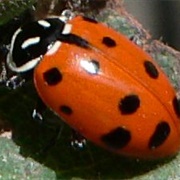 Convergent Lady Beetle