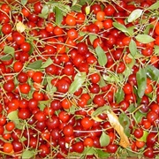 Sour Cherry