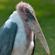 Marabou Stork
