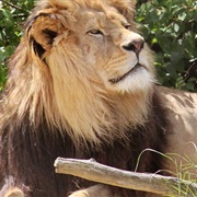 Tierwelt Herberstein Zoo