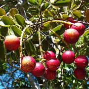 Chilean Hazelnut (Gevuina Avellana)