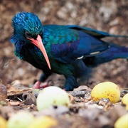 Green Woodhoopoe