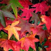 American Sweetgum