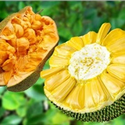 Nangka