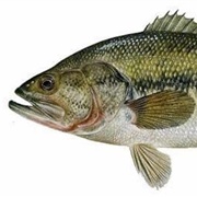 Black Bass