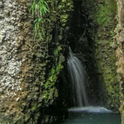 Cascade Walkway Waitakere