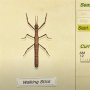 Walking Stick
