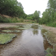 Hassayampa River Preserve