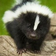 Skunk
