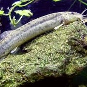 Loach